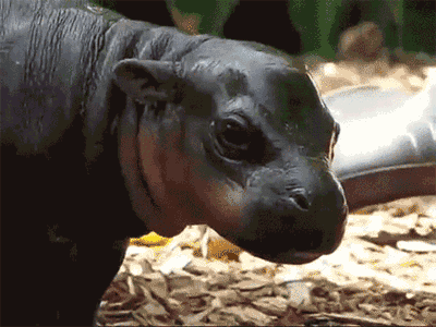 GIF animado (9312) Bebe hipopotamo