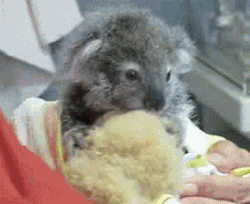 GIF animado (9448) Bebe koala