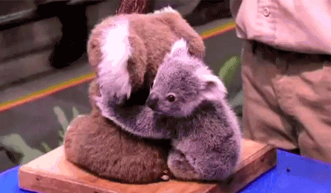 GIF animado (9449) Bebe koala bonito
