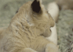 GIF animado (9502) Bebe leon