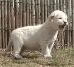 GIF animado (9503) Bebe leon blanco