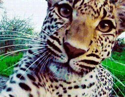 GIF animado (9561) Bebe leopardo