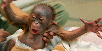 GIF animado (9777) Bebe orangutan