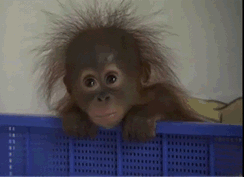 GIF animado (9780) Bebe orangutan
