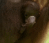 GIF animado (9781) Bebe orangutan