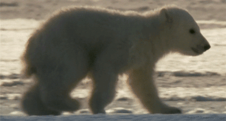 GIF animado (10372) Bebe oso polar