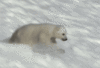GIF animado (10373) Bebe oso polar nieve
