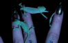 GIF animado (11155) Bebes camaleones