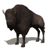 GIF animado (8736) Bisonte