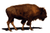 GIF animado (8746) Bisonte caminando