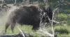 GIF animado (8751) Bisonte corriendo