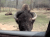 GIF animado (8753) Bisonte divertido