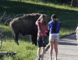 Imagen GIF de Bisonte personas divertido animado