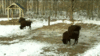 GIF animado (8758) Bisontes europeos