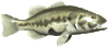 GIF animado (6252) Black bass
