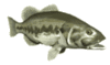 GIF animado (6253) Black bass