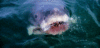 GIF animado (6491) Boca tiburon