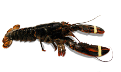 Imagen GIF de Bogavante animado