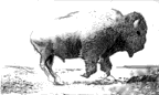 GIF animado (8762) Bufalo corriendo