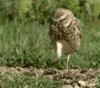 GIF animado (6756) Buho andando