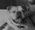 GIF animado (10457) Bulldog blanco negro