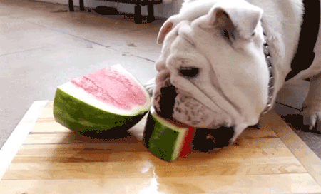 GIF animado (10461) Bulldog comiendo sandia