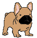 GIF animado (10508) Bulldog frances