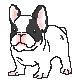 GIF animado (10509) Bulldog frances