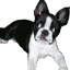 GIF animado (10510) Bulldog frances