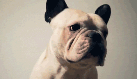 GIF animado (10514) Bulldog frances