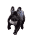 GIF animado (10518) Bulldog frances andando