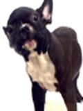 GIF animado (10519) Bulldog frances besos