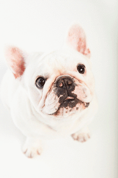 GIF animado (10520) Bulldog frances blanco