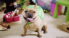 GIF animado (10525) Bulldog frances disfraces