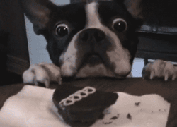 GIF animado (10529) Bulldog frances hambriento