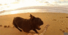 GIF animado (10531) Bulldog frances jugando