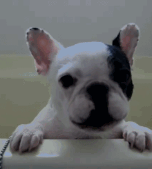 GIF animado (10532) Bulldog frances ladrando