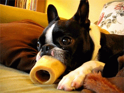 GIF animado (10533) Bulldog frances lengua