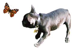 GIF animado (10535) Bulldog frances mariposa