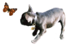 GIF animado (10535) Bulldog frances mariposa
