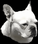 GIF animado (10536) Bulldog frances negro