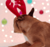 GIF animado (10537) Bulldog frances reno