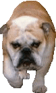 GIF animado (10476) Bulldog ingles andando
