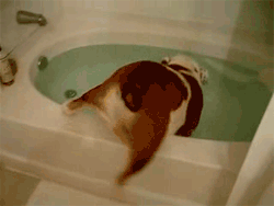 GIF animado (10477) Bulldog ingles bano
