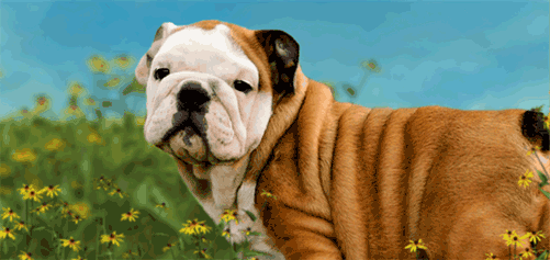 GIF animado (10478) Bulldog ingles campo