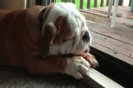 GIF animado (10479) Bulldog ingles comiendo