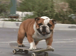 GIF animado (10481) Bulldog ingles patinando