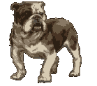 GIF animado (10486) Bulldog orinando