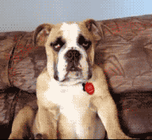 GIF animado (10488) Bulldog sonoliento