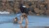 GIF animado (10489) Bulldog surfeando